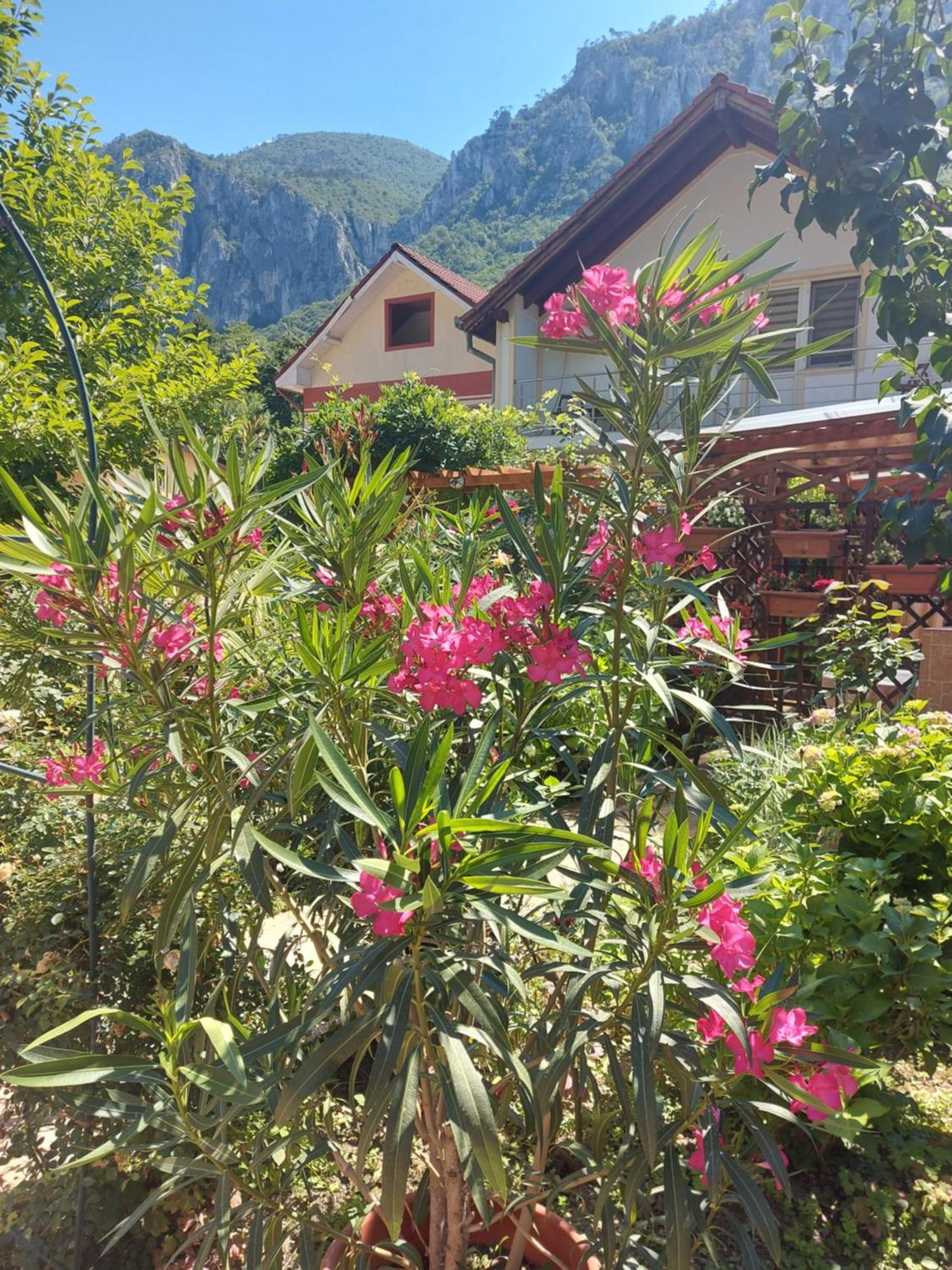 Pension Eden Băile Herculane Exterior foto