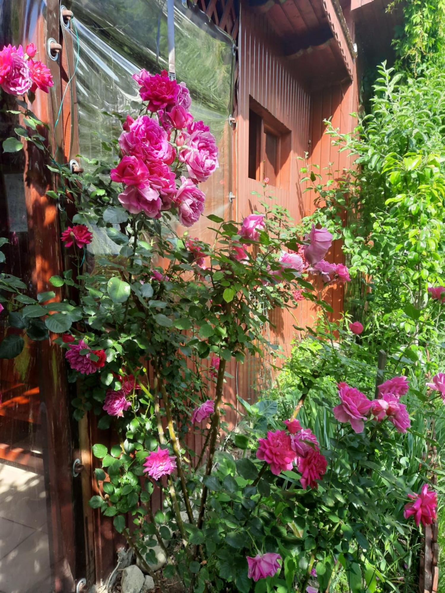Pension Eden Băile Herculane Exterior foto